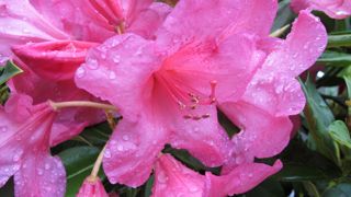 Les rhododendrons font partie des plantes sensibles à Phytophthora ramorum ©Valérie Vidril